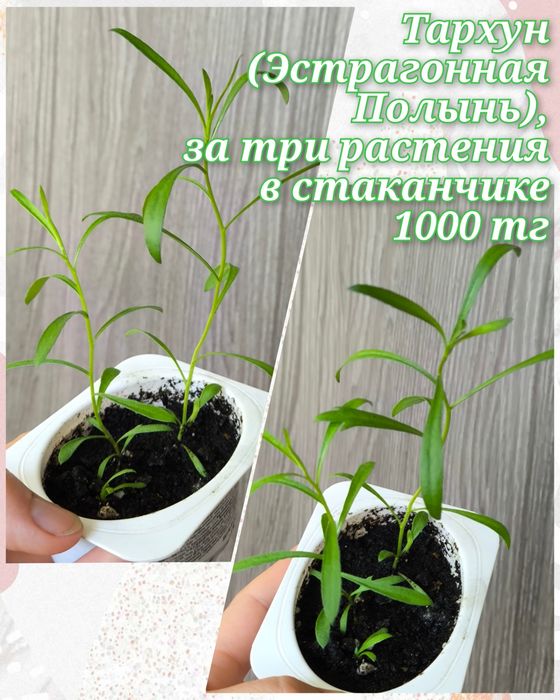 Цветочки и саженцы