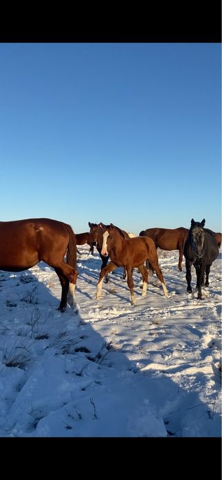 Жеребята тяжики