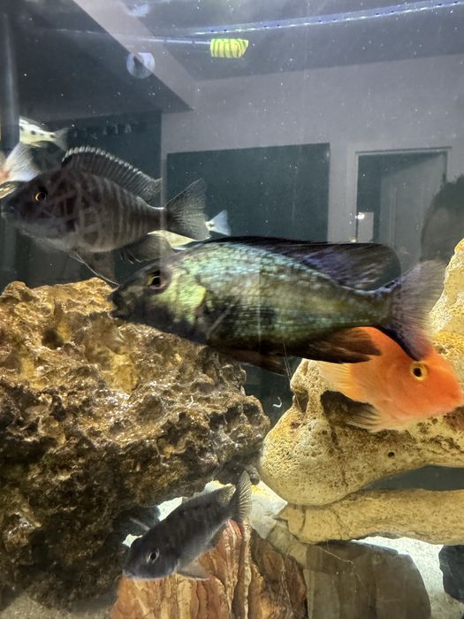 Ciclide africane hapsi