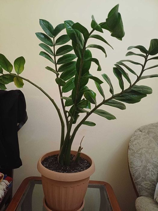 Продается цветок