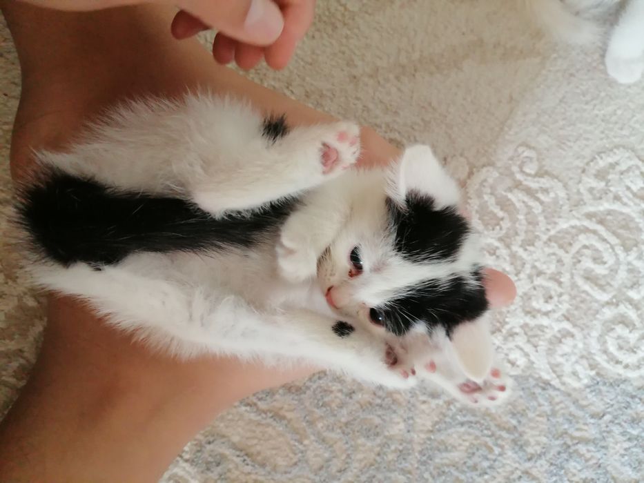 Қыз және ұл әдемі мысықтар