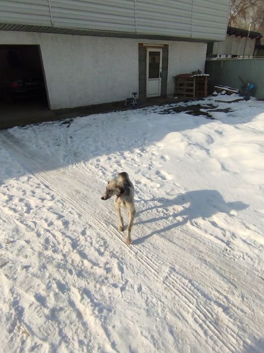 Продам щенка тазы 3.5 месяца мальчик