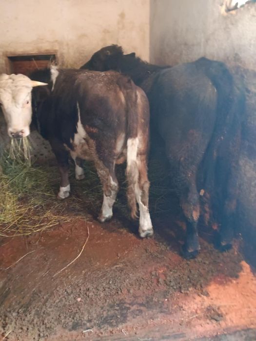 Vând doi tăurași pentru mai multe detalii contactați-mă