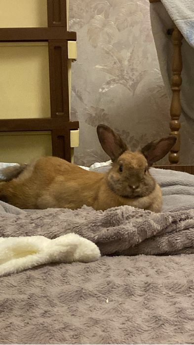 Продам кролика, мальчик