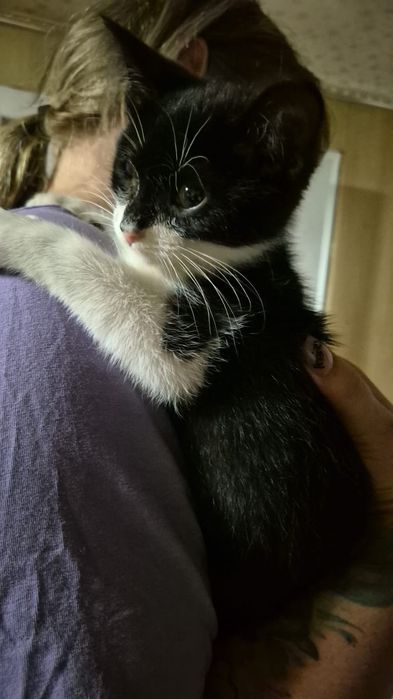 Котёнок мальчик Бэтмен