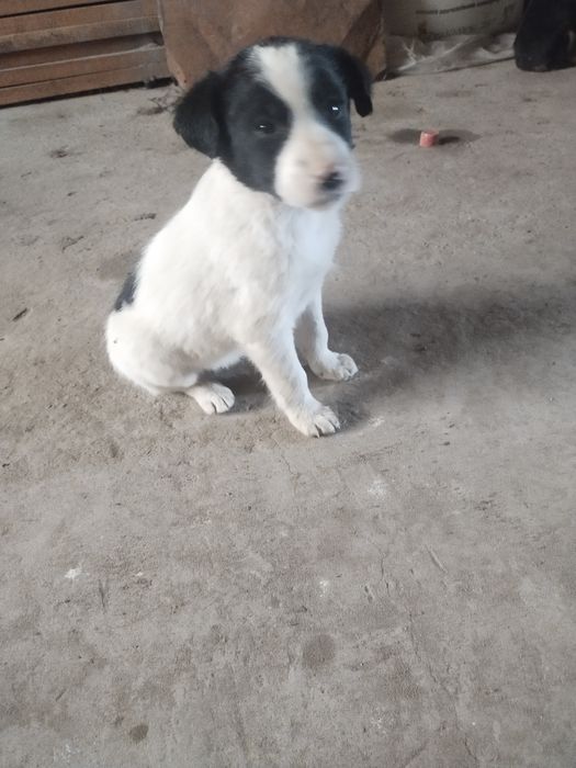 itlar sotiladi , ovqat yeydi , tekin