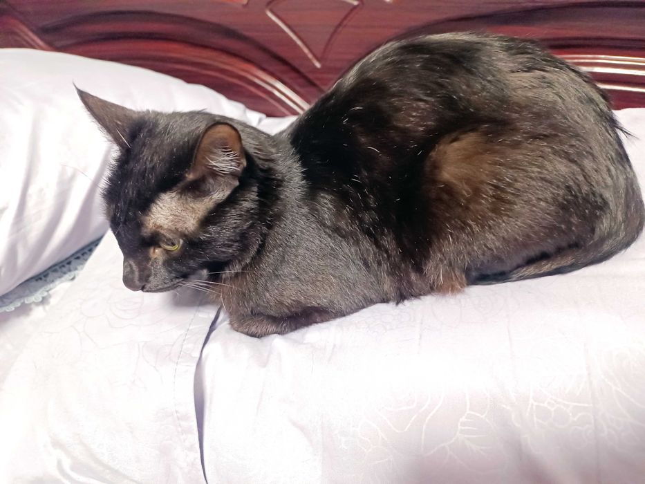 Кошка стерилизованная, умная, чистая