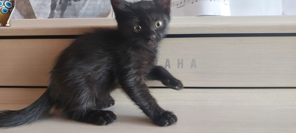 Котенок. Девочка.  15 июня рождения