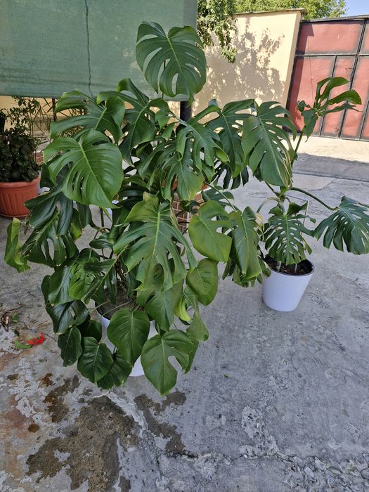 Цветок монстр ухаженый