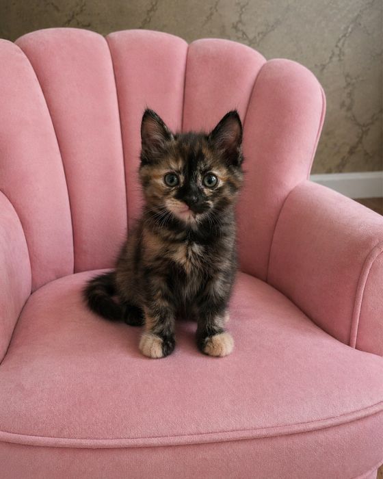 Отдам котенка. 2 месяца. Девочку