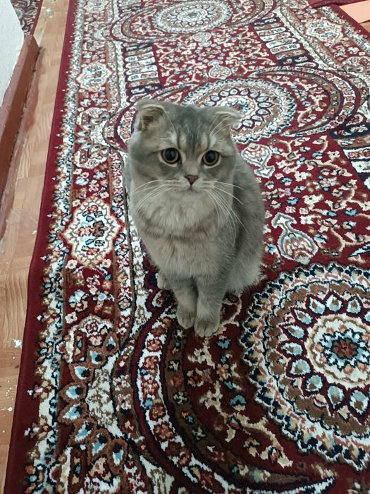 Zotli Mushuk sotiladi