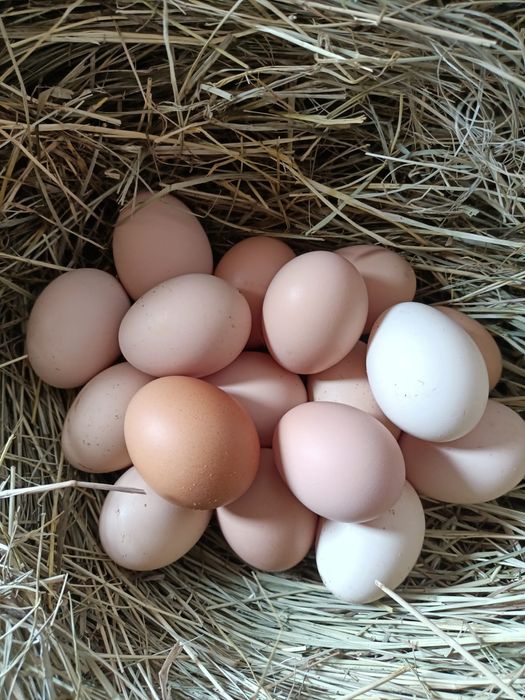 Куриные яйца продается