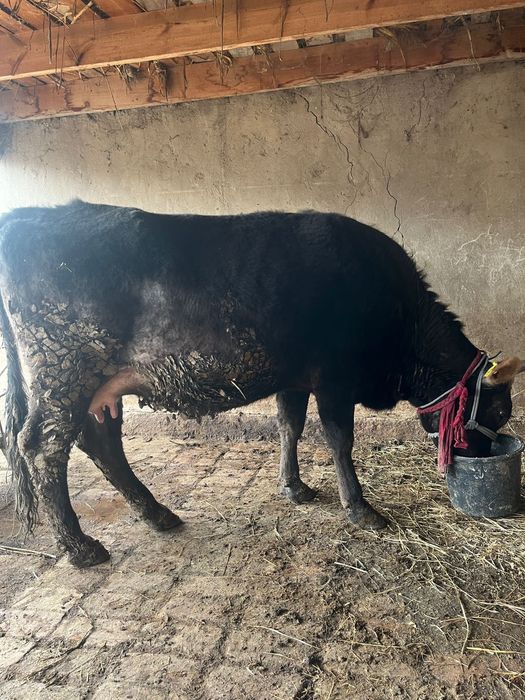 Семіз сиыр сатылады