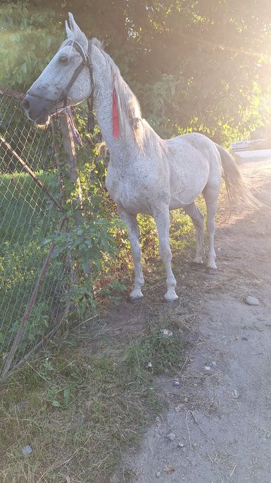 Vând  cal sur vârstă 8 ani