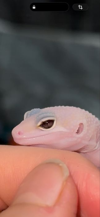 Эублефар малышь