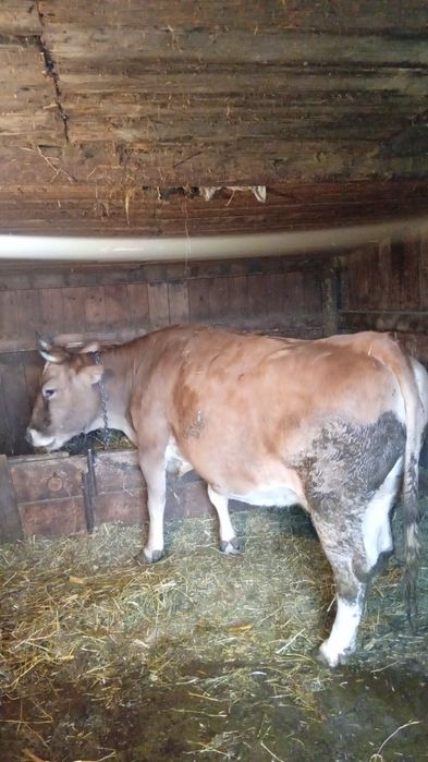 Vaca gestantă în 7 luni