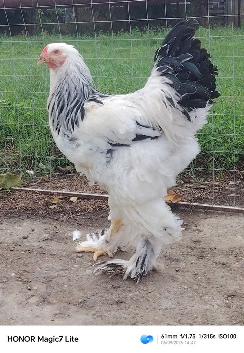 Cocoși rasa brahma din 2026