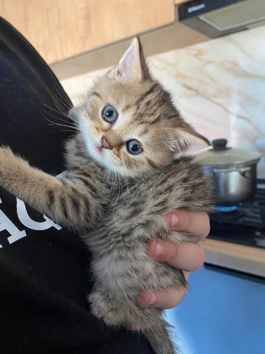 Продам шотландских котят