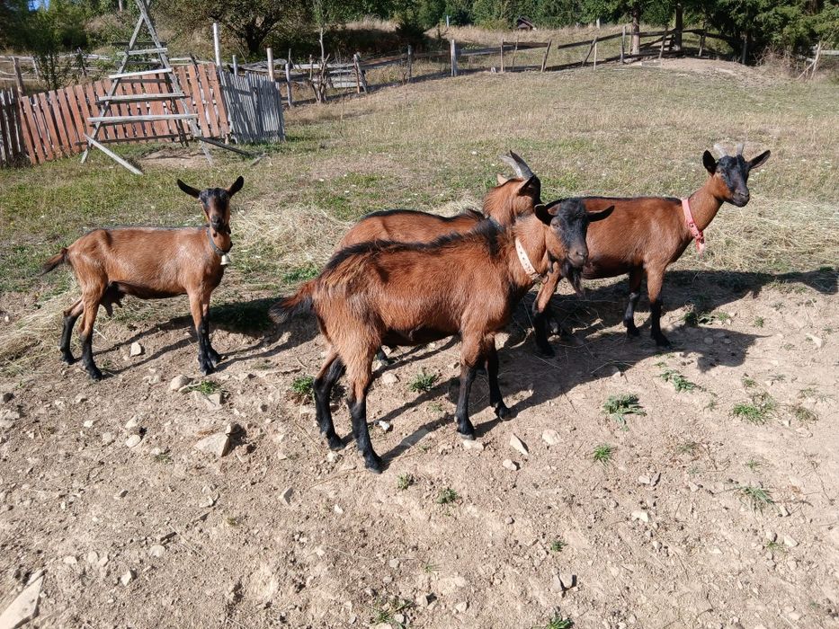 Vand 3 capre si 2 tapi alpini francezi