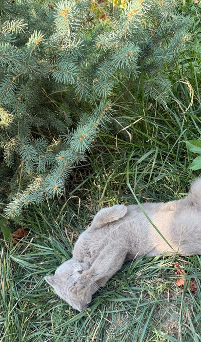 Scottish Fold Mushugi
