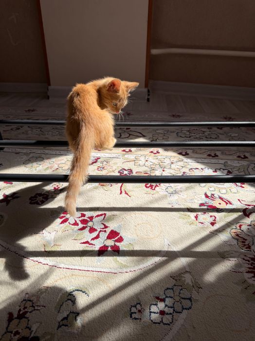 Отдам котенка в добрые руки