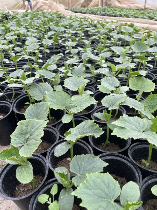 Ранен разсад домати