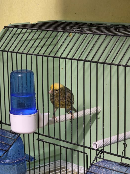 Canari de vanzare