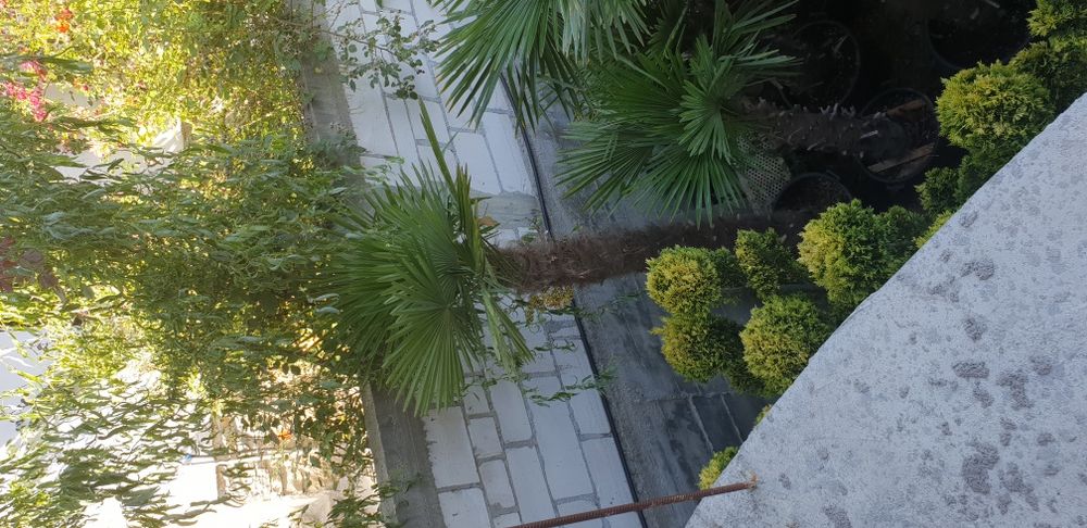 Vindem palmieri de mai multe dimensiuni ce rezistă la îngheț