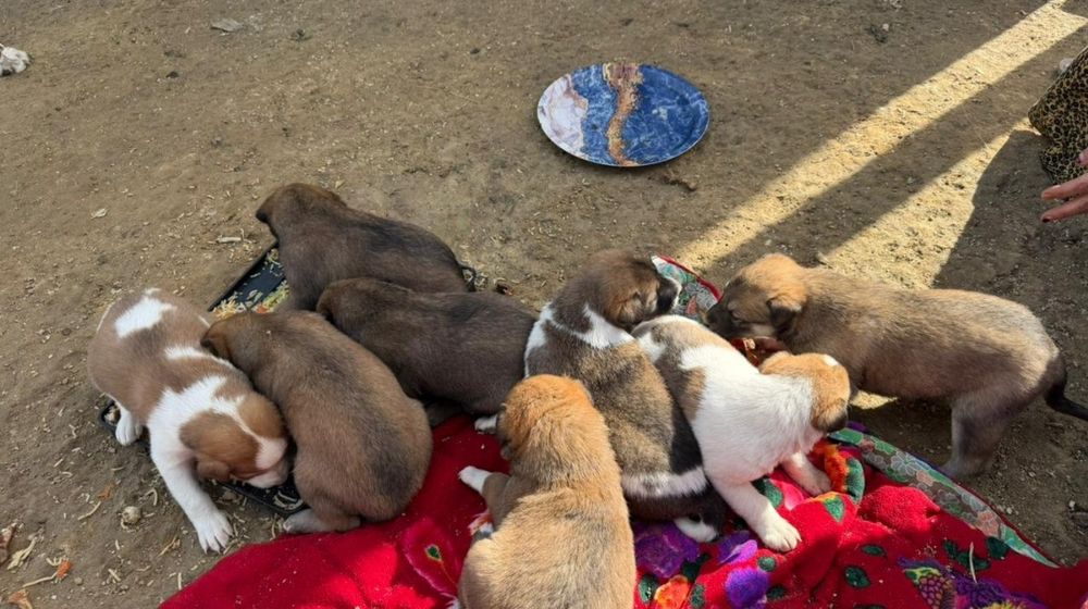 Грей күшіктері сатылады .