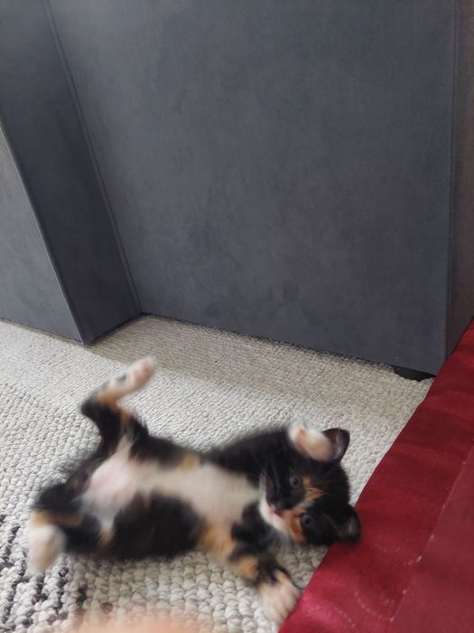 Котенок домашний