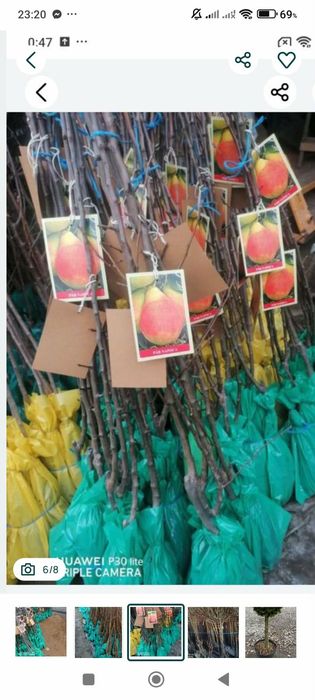 Vand pomi fructiferi