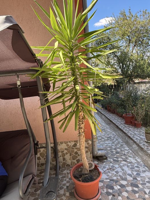 Plantă ornamentală de Yucca