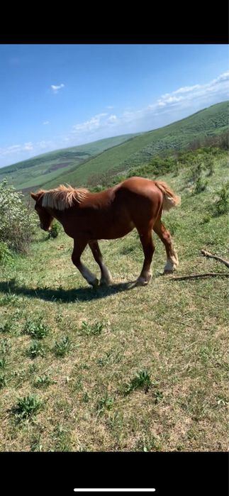 Vând mânz de un an și 9 luni
