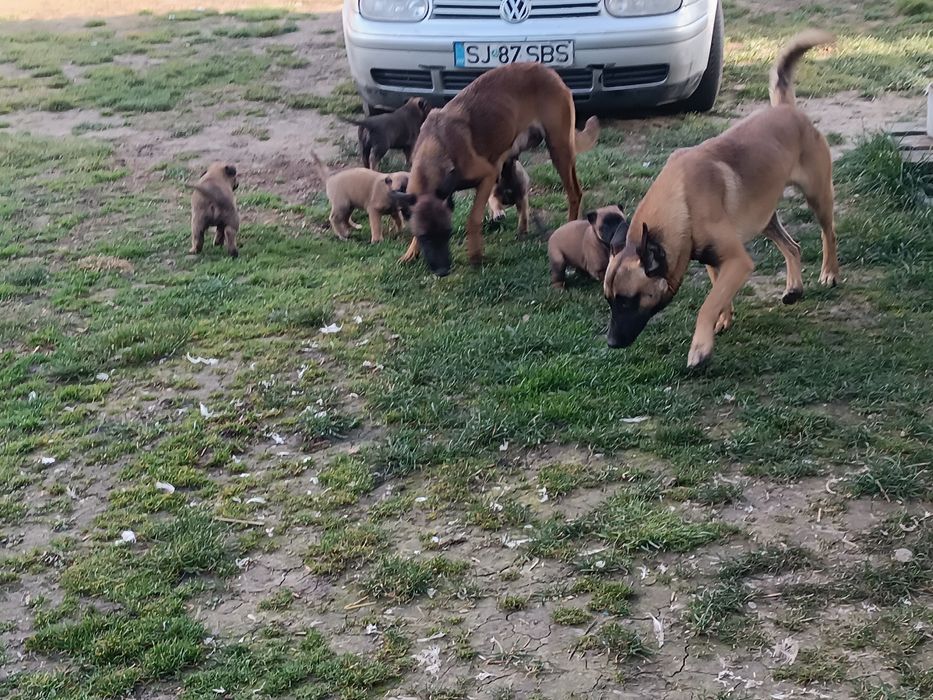 Donez 4 femele Ciobanesc belgian