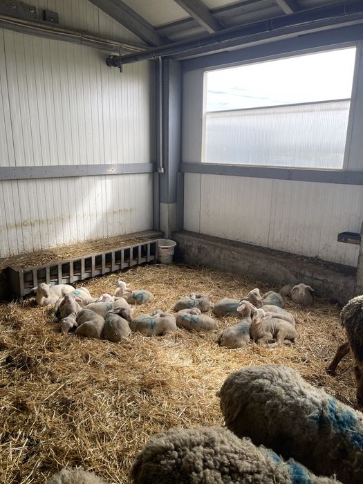 Vand berbecuți Lacaune