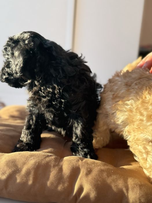 Продается Щенок той-пудель девочка