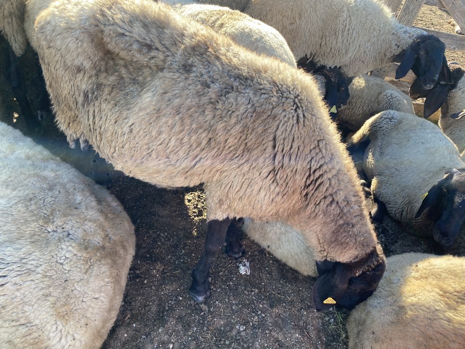 VAND OI  pentru pastrat