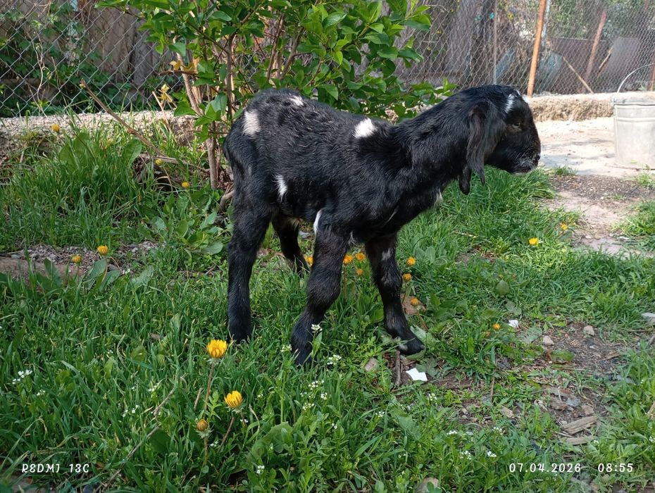 Продаются козлята