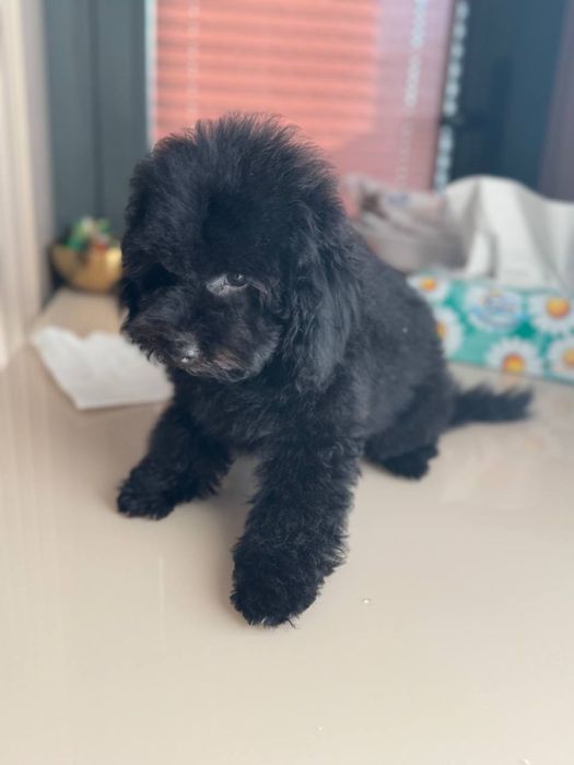 Maltipular 3 oy oldin tug’ulgan sog’lom