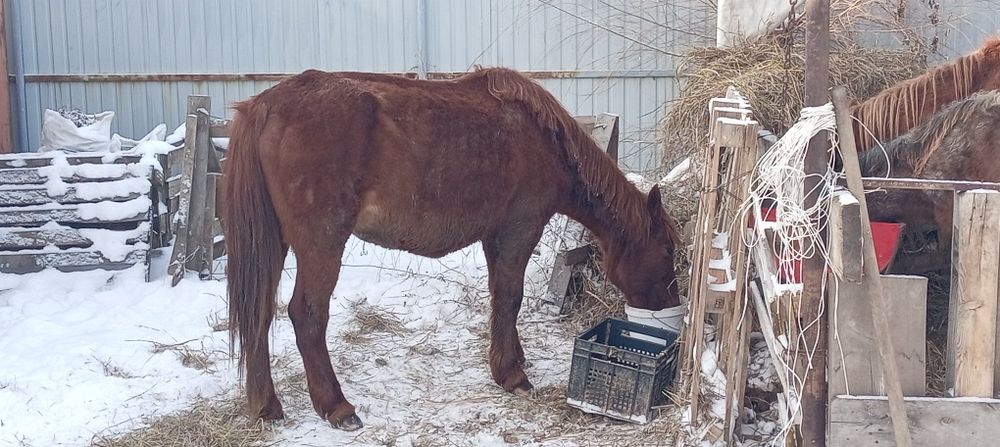 Продам кобылу или обмен