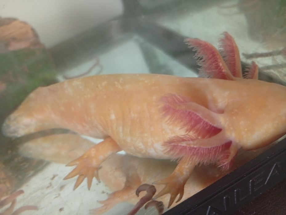 Acvariu de 65l echipat