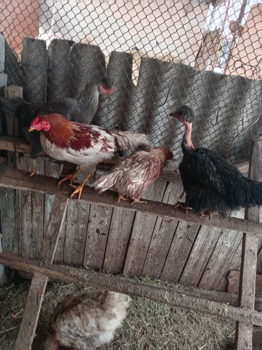 Sotiladi horozlar 100dan 150gacha kelishiladi 6dona qogan atiga