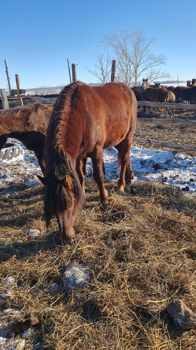 Продам жеребца четыре города