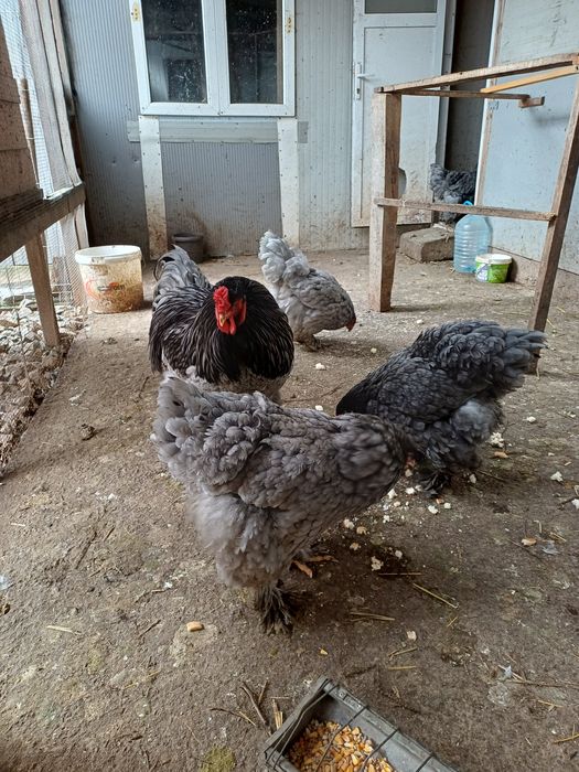 Oua pentru incubat de brahma albastru