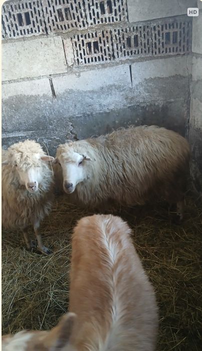 Vând căpriță de un an și. O capră care trebuie să fete și o oaie și mi