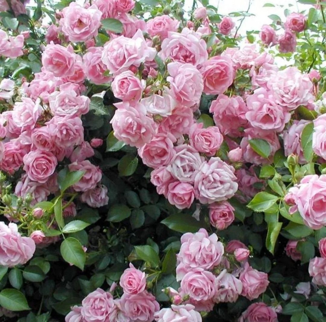 Кордесовские Розы
