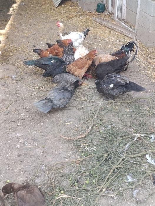 Продам утек и курей розного восвраста