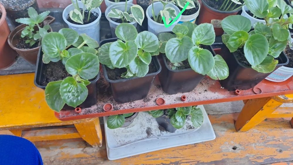 комнатные горшочные цветы