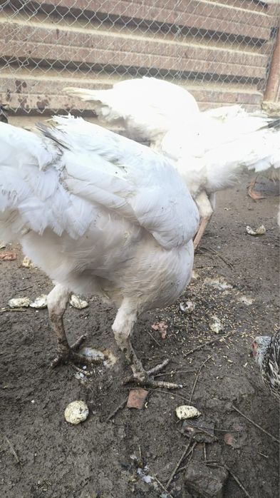 Продам индюков в Бостандыкском районе.