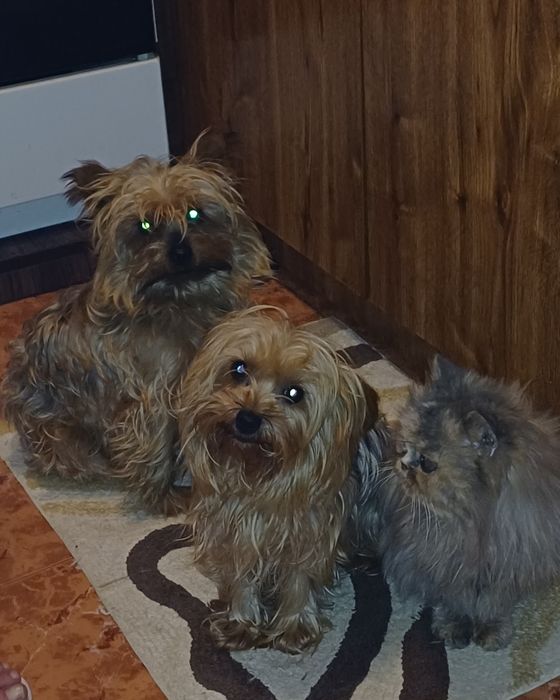 Супер йоркита и игриви красиви